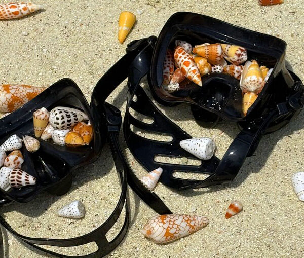 Mystery Cone shell Necklace